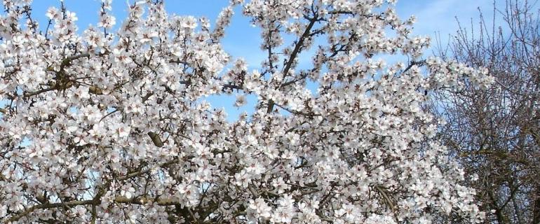 Ibiza spring