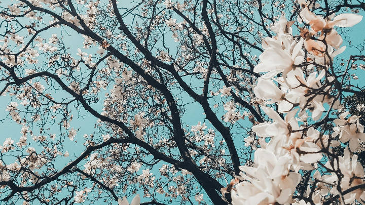 Spring in Ibiza: Nature in bloom and sporting events for everyone